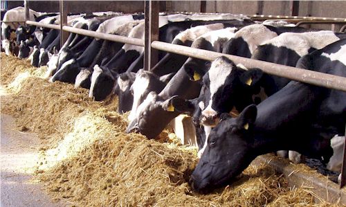cows_feeding