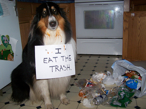 i_eat_the_trash_dog