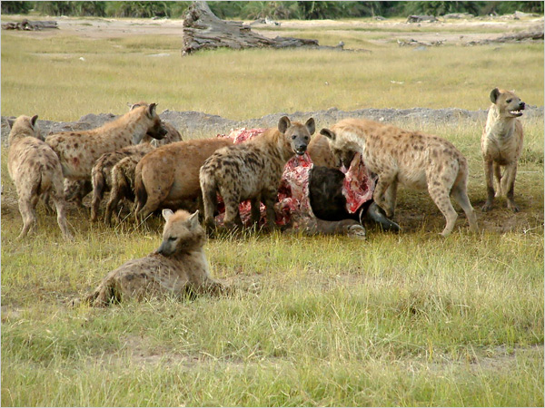 hr hyenas