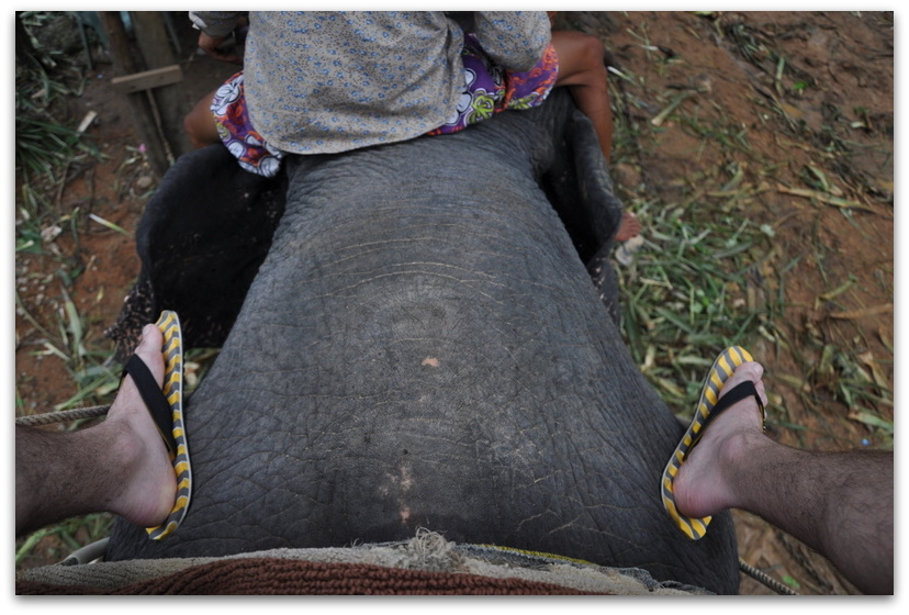 elephant