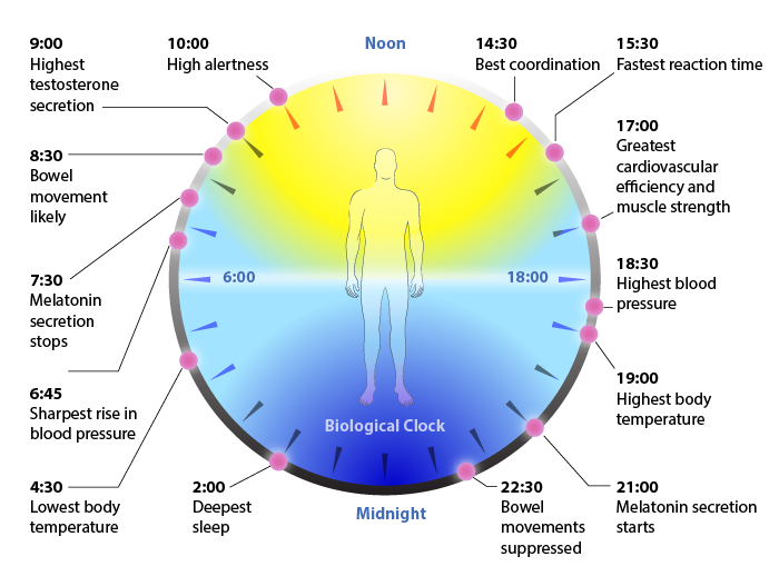 circadian-rhythm-alertness-focus-energy